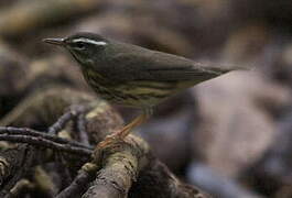 Paruline hochequeue