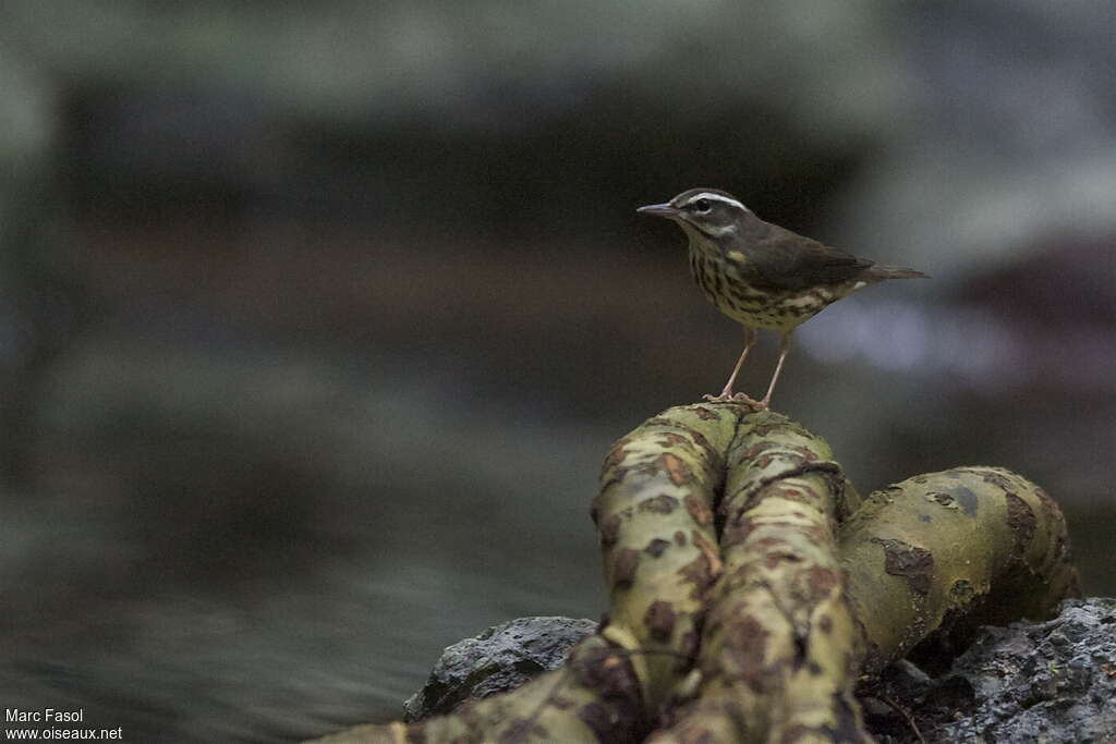 Louisiana Waterthrushadult, identification, Behaviour