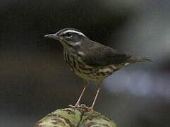 Louisiana Waterthrush