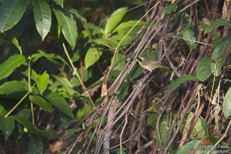 Paruline masquée mâle adulte, identification