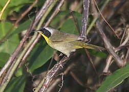 Common Yellowthroat