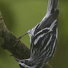 Paruline noir et blanc
