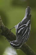 Black-and-white Warbler