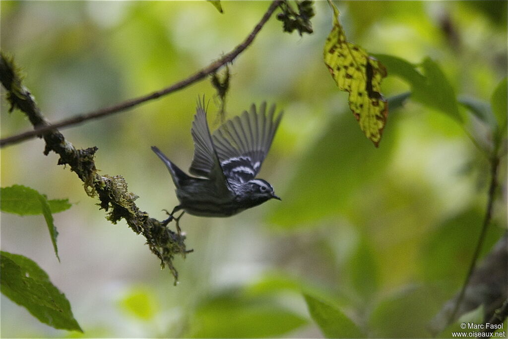 Black-and-white Warbleradult, Flight