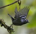 Paruline noir et blanc