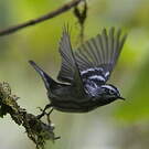 Paruline noir et blanc
