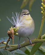 Tennessee Warbler