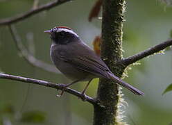 Black-cheeked Warbler