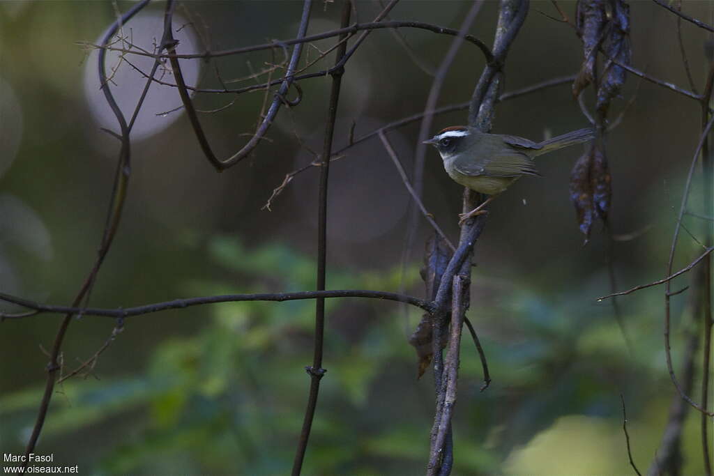 Black-cheeked Warbleradult, identification