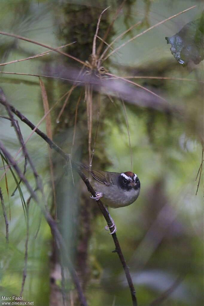 Black-cheeked Warbleradult, close-up portrait