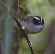 Black-cheeked Warbler