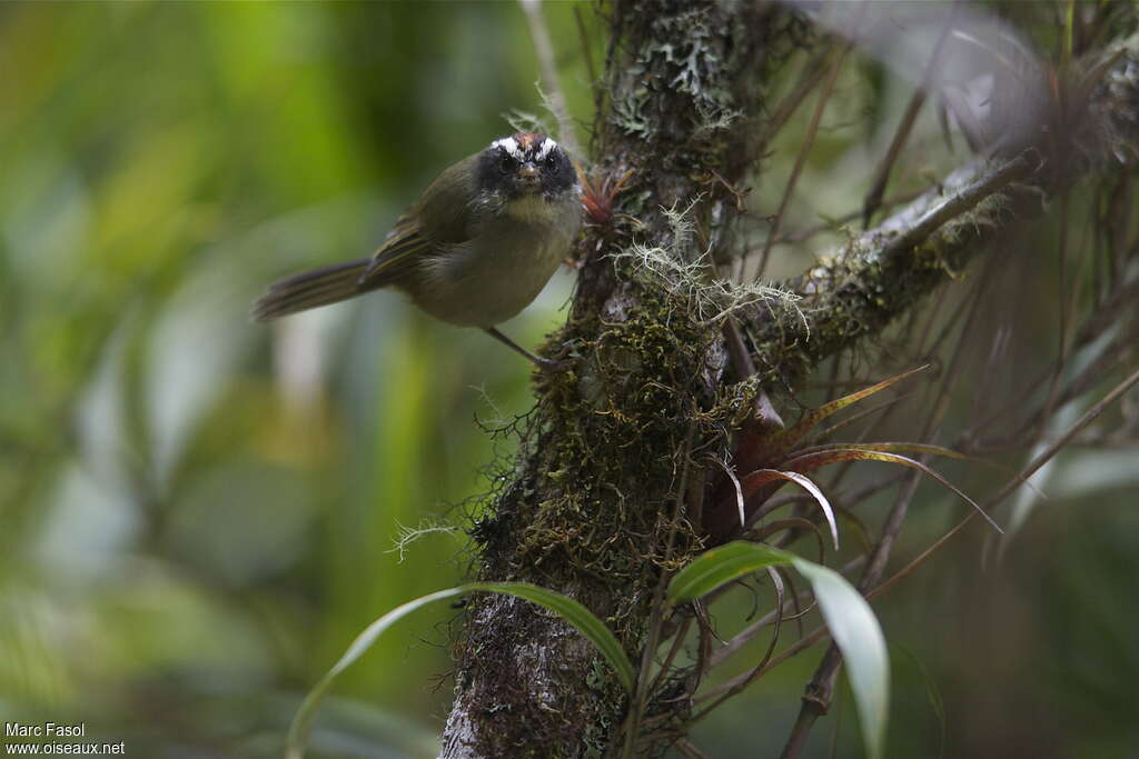 Black-cheeked Warbleradult, close-up portrait, Behaviour