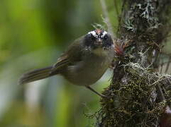 Black-cheeked Warbler