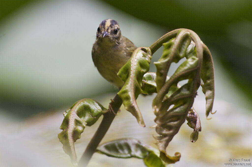 Paruline triligneadulte, portrait