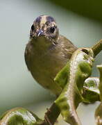 Three-striped Warbler