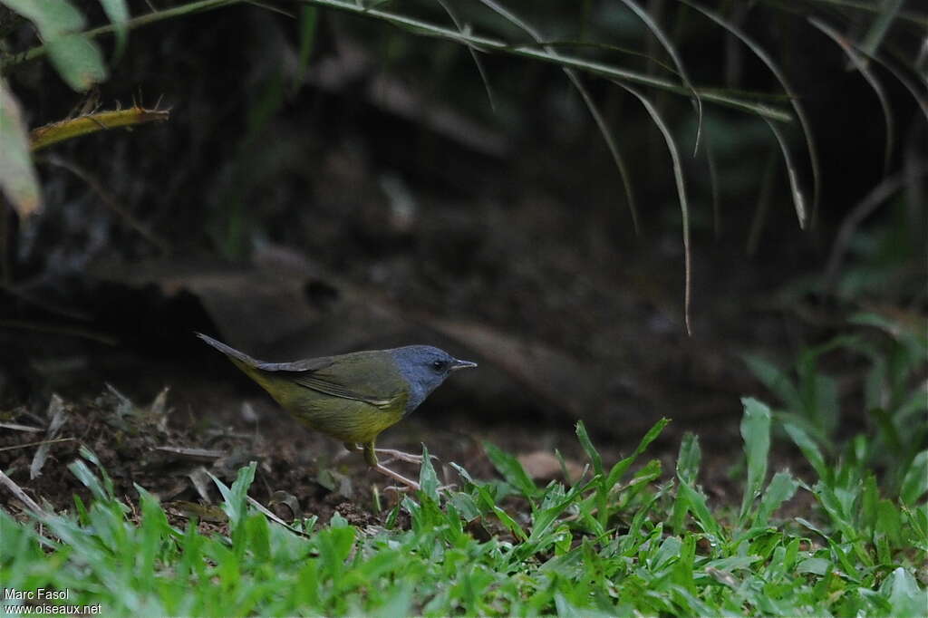 Mourning Warbler male adult, Behaviour