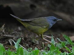 Mourning Warbler