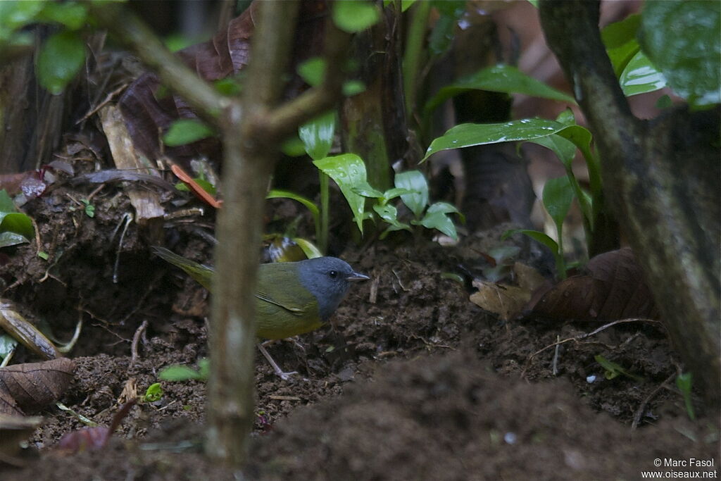 Paruline triste mâle adulte, habitat, Comportement