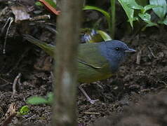 Mourning Warbler