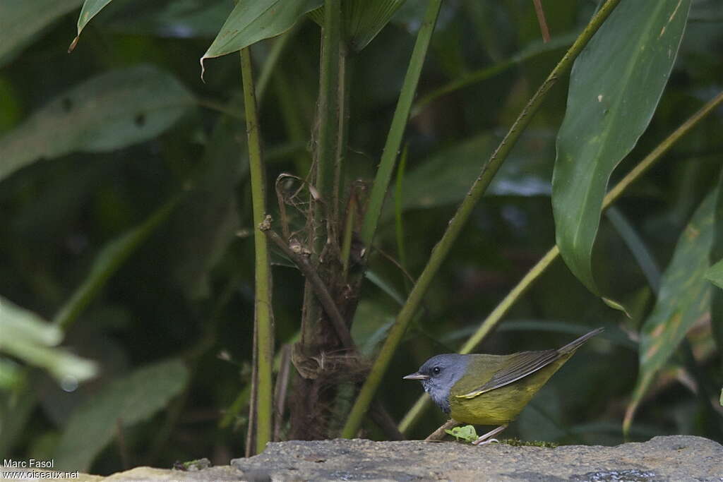 Mourning Warbler male adult, pigmentation, Behaviour