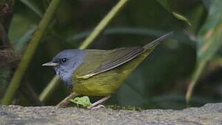 Mourning Warbler