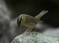 Worm-eating Warbler