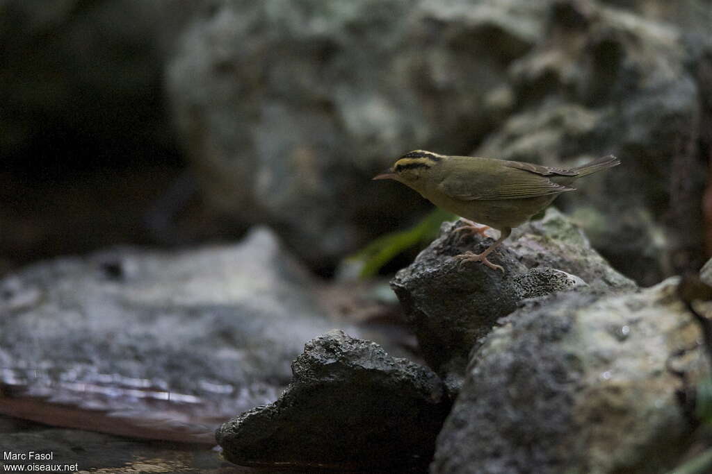 Paruline vermivoreadulte, identification, Comportement