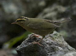 Paruline vermivore