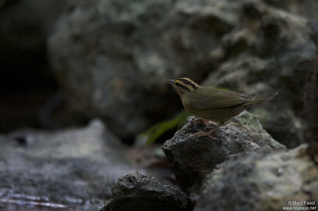 Paruline vermivoreadulte, identification, Comportement