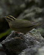 Worm-eating Warbler