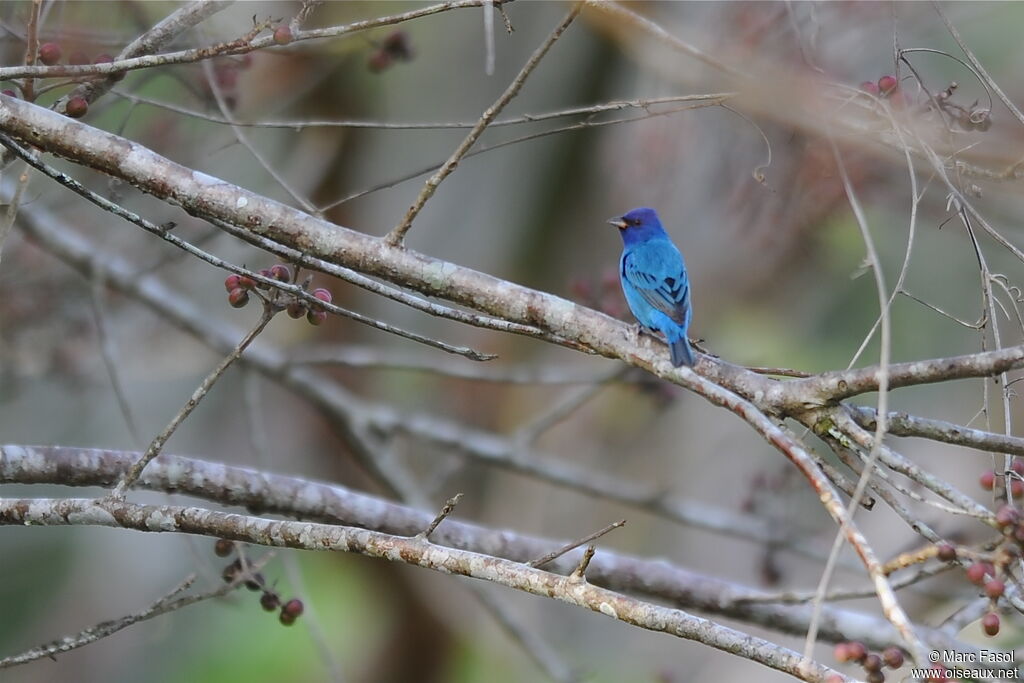 Passerin indigo mâle adulte nuptial, identification