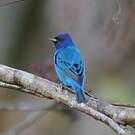 Passerin indigo