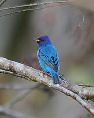 Passerin indigo