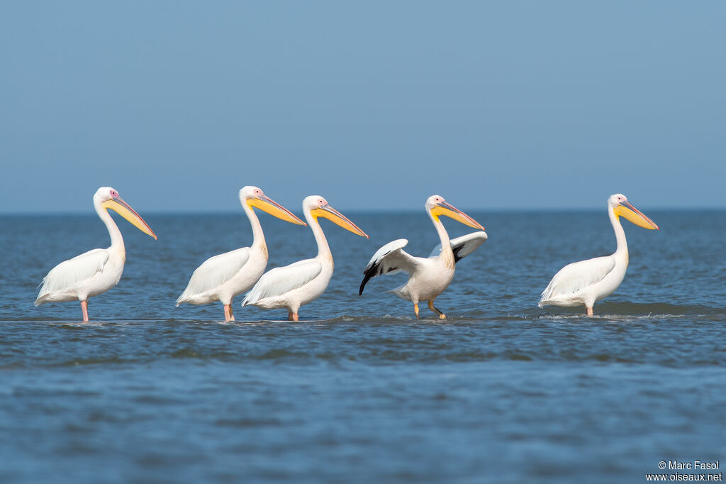 Great White Pelicanadult breeding, identification