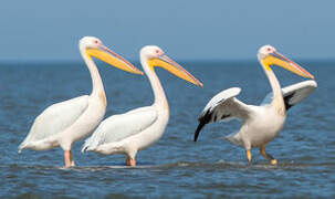 Great White Pelican