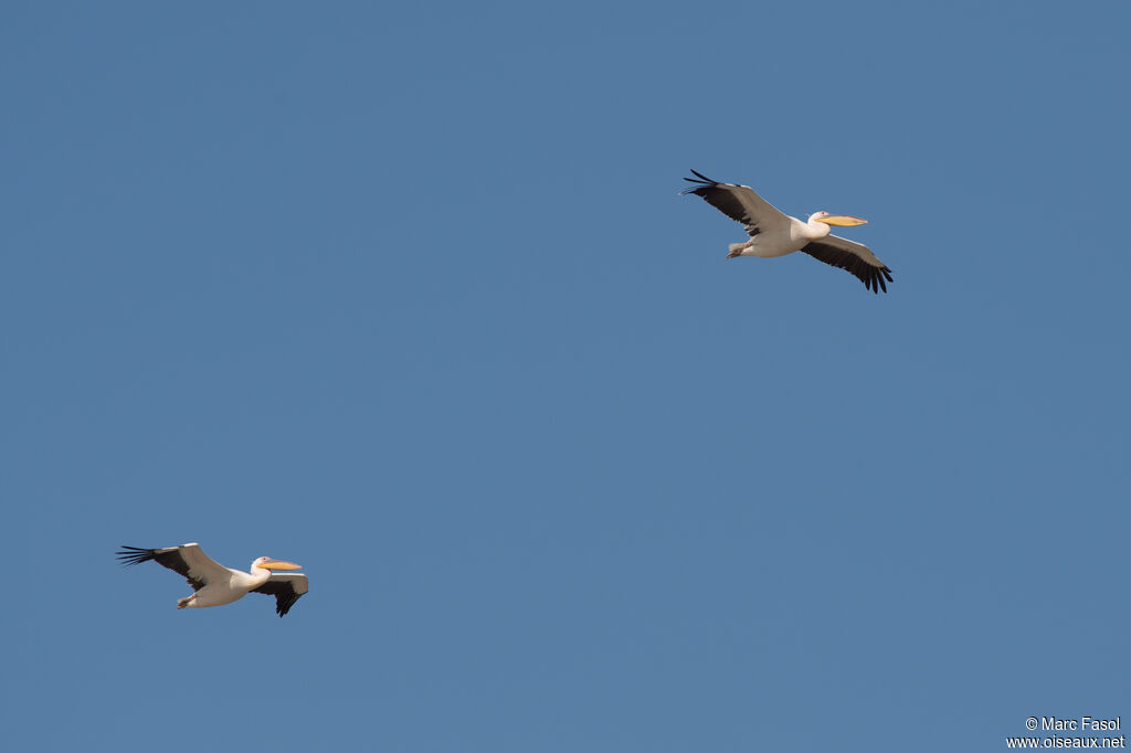 Pélican blanc, Vol