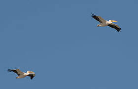 Great White Pelican