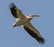 Great White Pelican