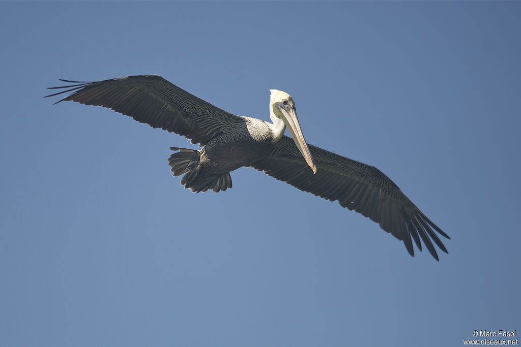 Brown Pelicanadult post breeding, Flight