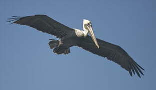 Brown Pelican