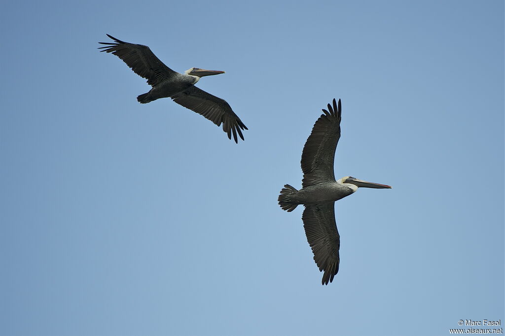 Brown Pelicanadult, Flight