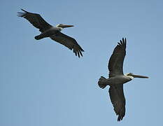 Brown Pelican