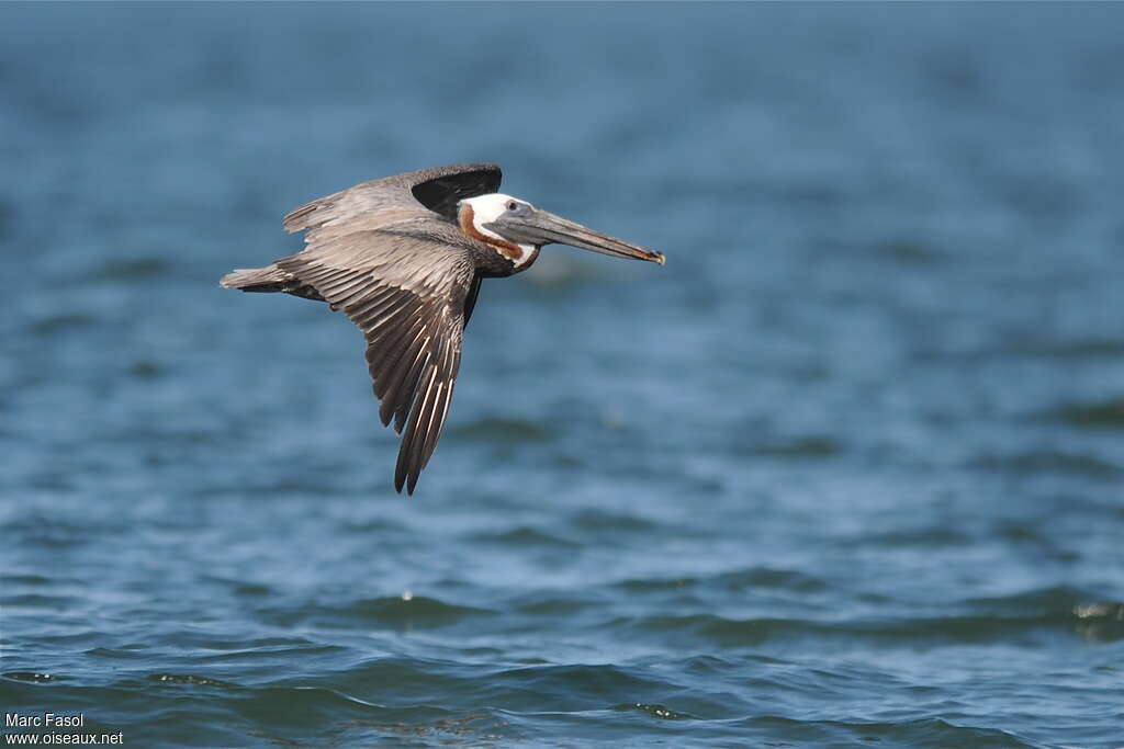 Brown Pelicanadult breeding, pigmentation, Flight