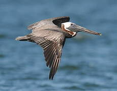 Brown Pelican