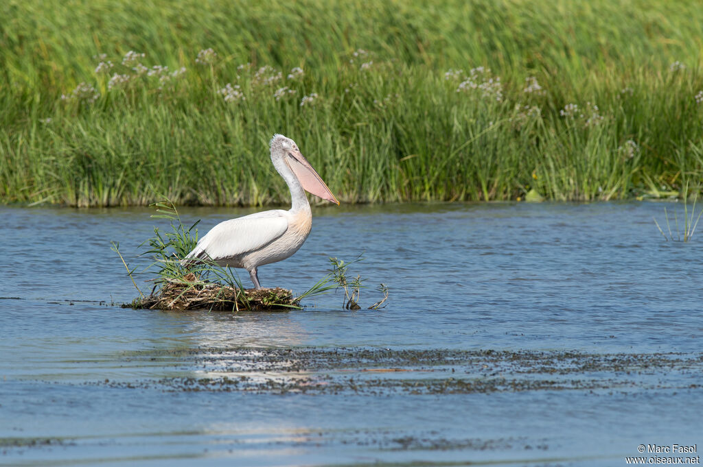 Dalmatian Pelicanadult breeding, identification