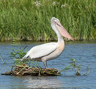 Dalmatian Pelican