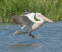 Dalmatian Pelican