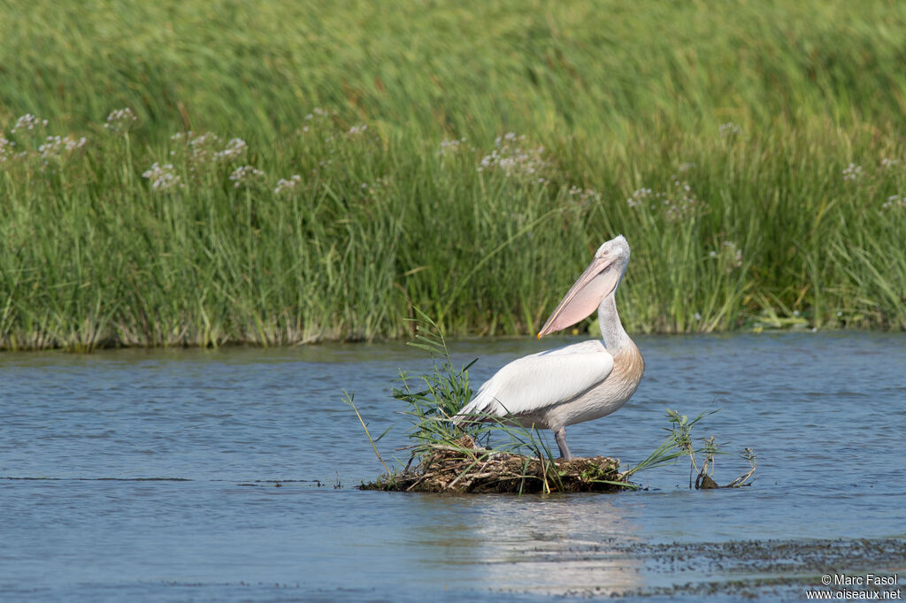 Dalmatian Pelicanadult, identification