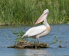 Dalmatian Pelican