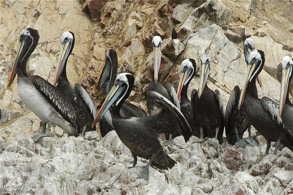 Peruvian Pelicanadult, Behaviour